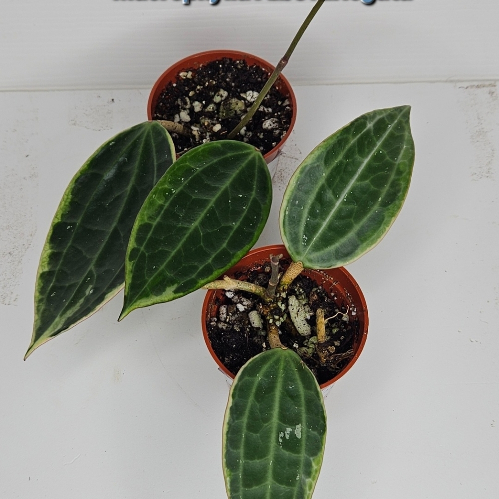 Hoya Macrophylla Albomarginata